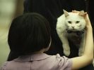 Asiatischer Horror-Shocker The Cat ab sofort auf DVD, Blu-ray und Stream
