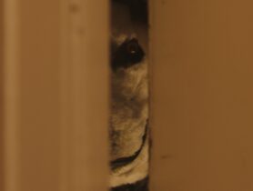 Norwegen-Horror Good Boy ab 22. Februar 2024 im Kino
