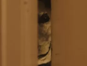Norwegen-Horror Good Boy ab 22. Februar 2024 im Kino